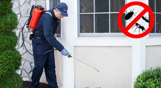 Ulamış Hamam Böceği İlaçlama böcek ilaçlama ve haşere kontrolü — ilaclama-tr.com